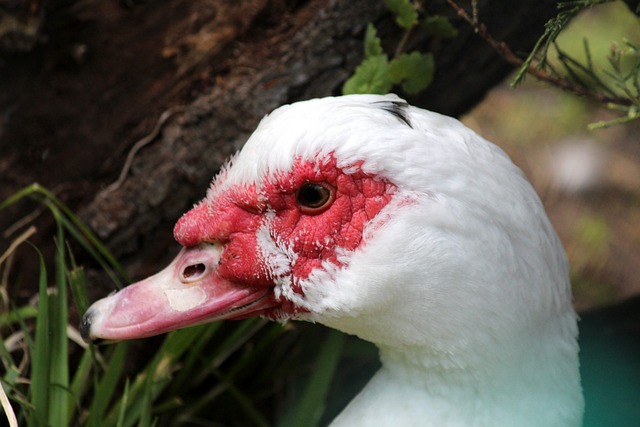 冠小组赛 冠小组赛